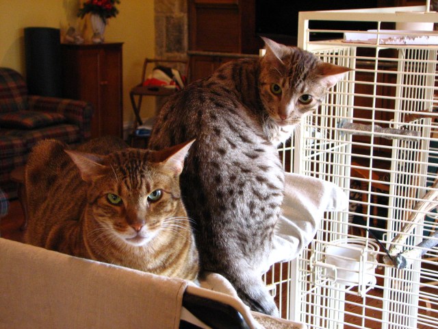 Birds, Cats and a JSS Bee (1)