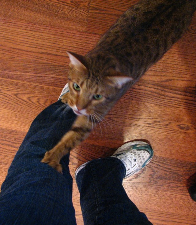 Birds, Cats and a JSS Bee (2)