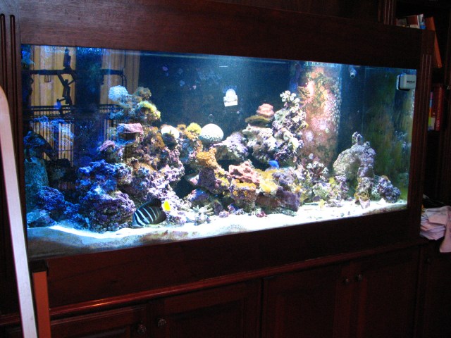 Birds, Cats and a JSS Bee (38)