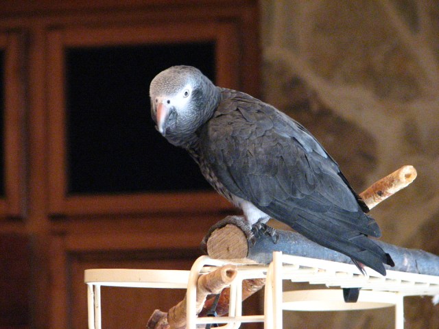 Birds, Cats and a JSS Bee (4)