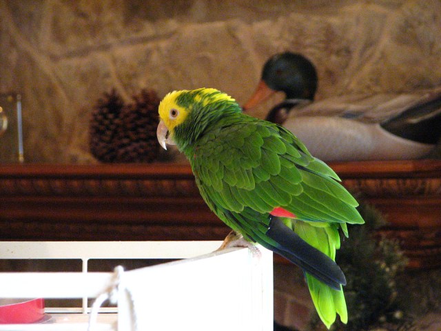 Birds, Cats and a JSS Bee (5)