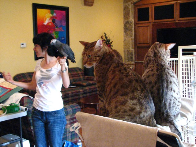 Birds, Cats and a JSS Bee (6)