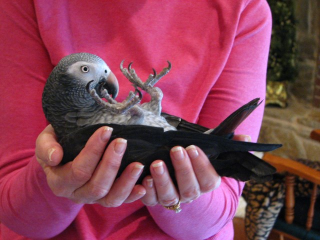 Birds, Cats and a JSS Bee (7)