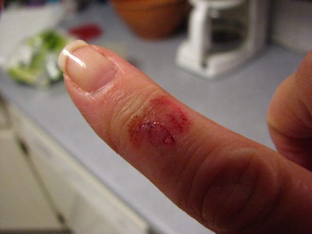 Birds, Cats and a JSS Bee