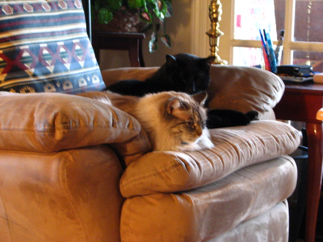 Boo & Miss Kitty (2)