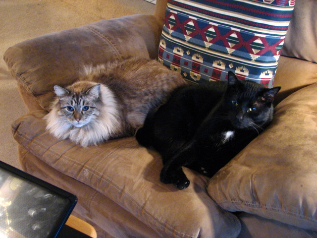 Boo & Miss Kitty (3)