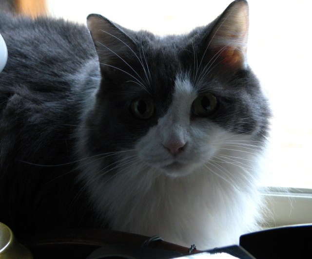 A Vegan Thanksgiving (2)