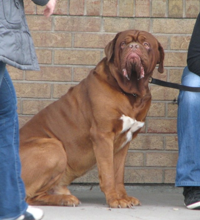 Wild Goose Chase (4)