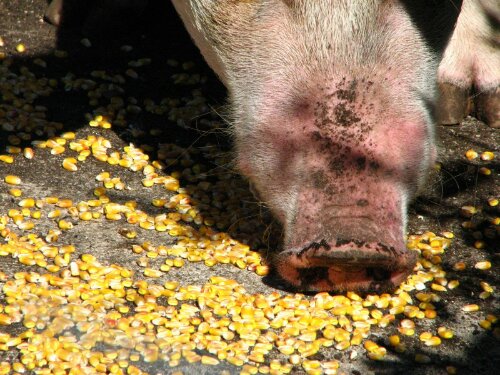 IMG_20131012_114527.jpg image