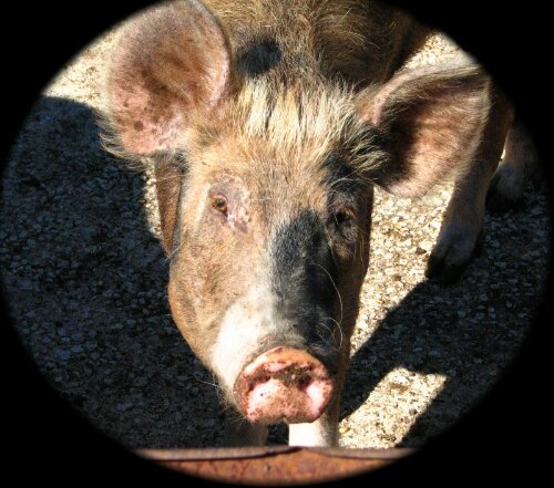 IMG_20131012_114634.jpg image