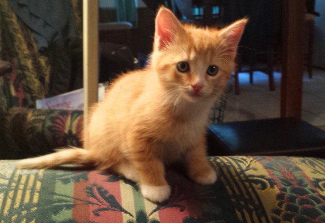 There's a New Kid in Town (1)