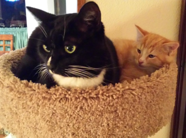 There's a New Kid in Town (11)