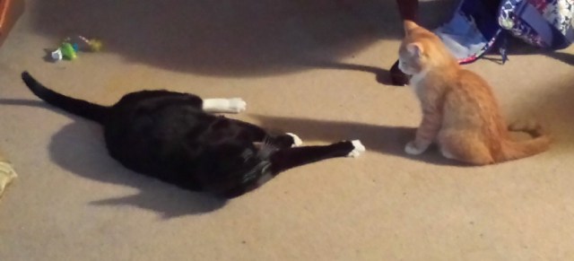 There's a New Kid in Town (12)