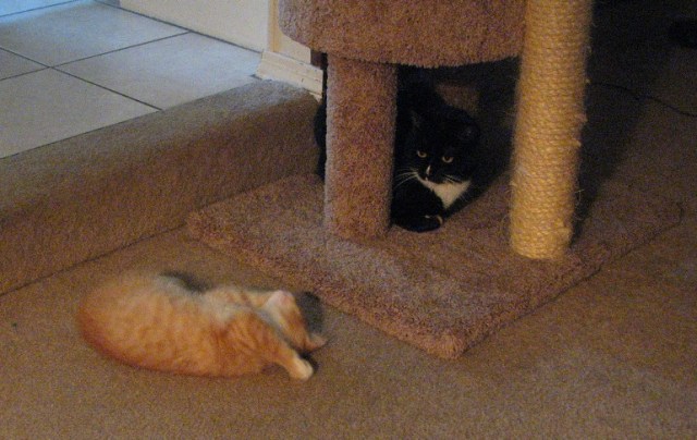 There's a New Kid in Town (13)