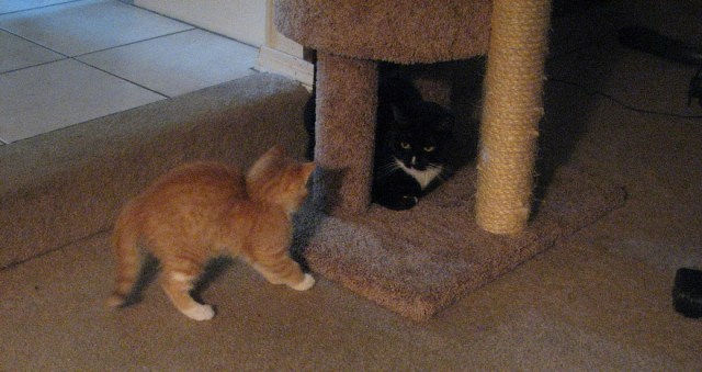 There's a New Kid in Town (14)