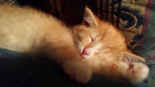 There's a New Kid in Town (18)