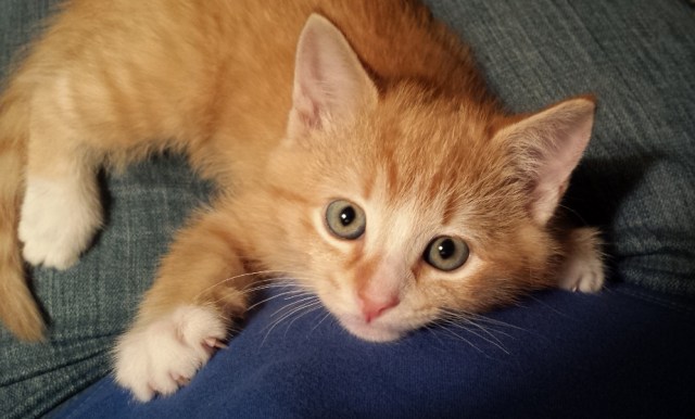 There's a New Kid in Town (2)