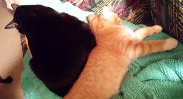 There's a New Kid in Town (9)