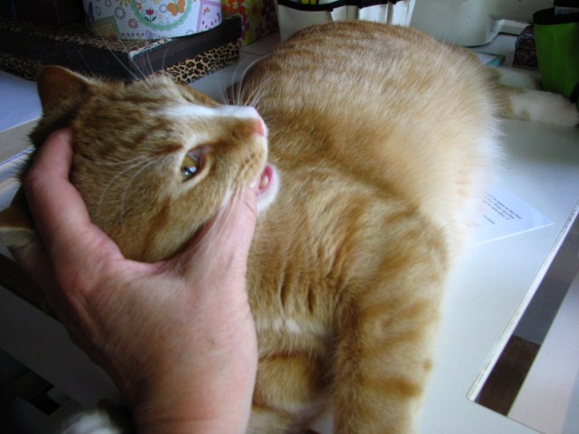 A Machine Pieced Star (7)